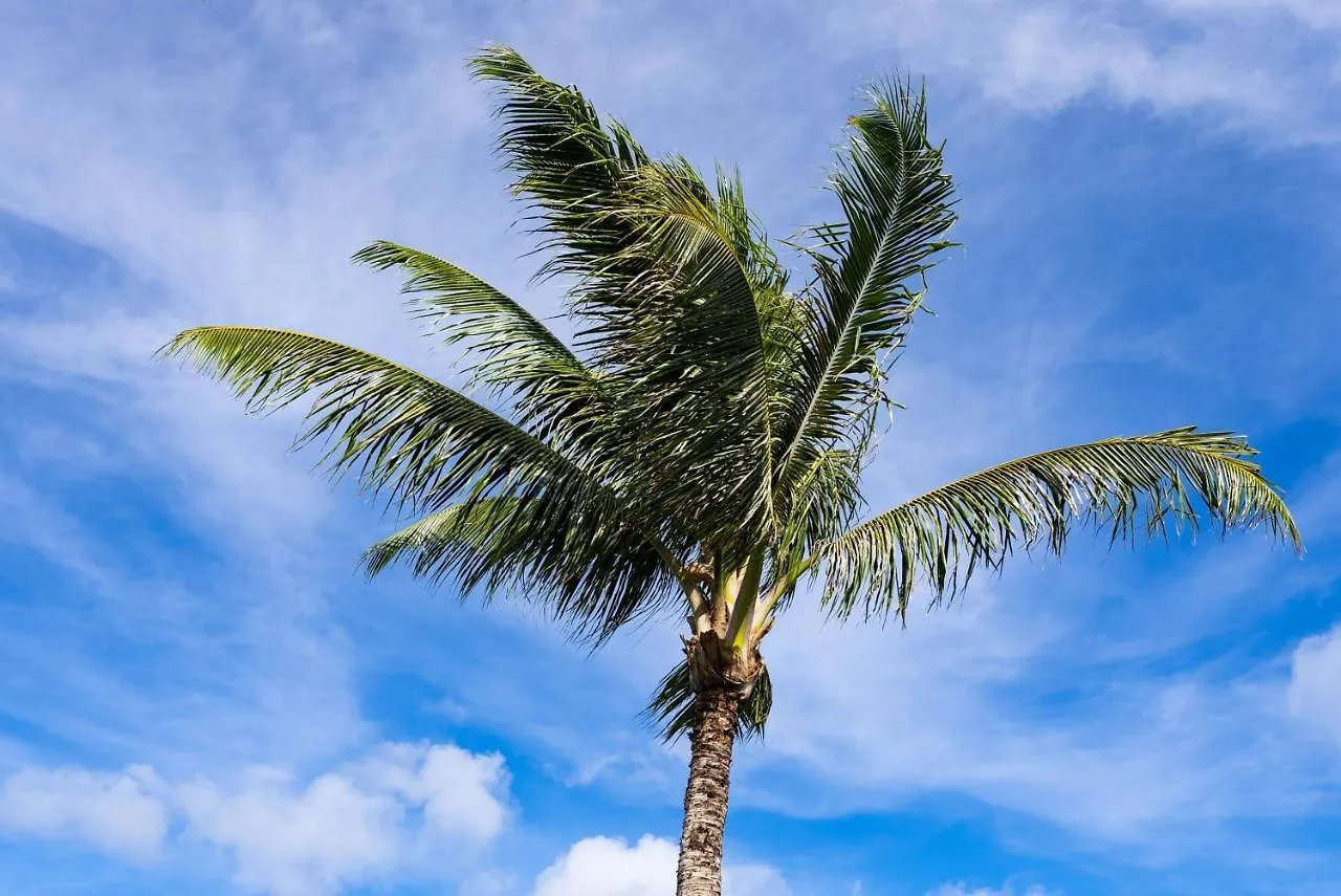 Napili Shores A202 Of Studio Condo カハナ 0*,